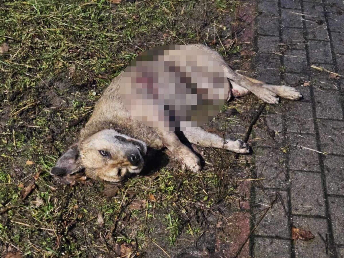 Dziki zabiły psa na oczach mieszkańców Karczewa